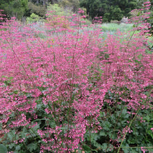 Load image into Gallery viewer, Heuchera micrantha 'Martha Roderick' - Martha Roderick Coral Bells