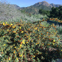 Load image into Gallery viewer, Fremontodendron 'Dara's Gold' - Dara's Gold Flannelbush