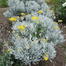 Load image into Gallery viewer, Senecio palmeri ‘Silver and Gold’ - Silver and Gold Guadalupe Island Senecio