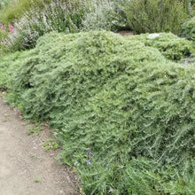 Load image into Gallery viewer, Artemisia californica 'Canyon Gray' - Canyon Gray Sagebrush