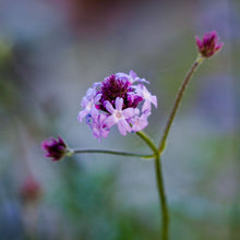 Load image into Gallery viewer, Verbena lilacina 'Paseo Rancho' - Paseo Rancho Lilac Verbena