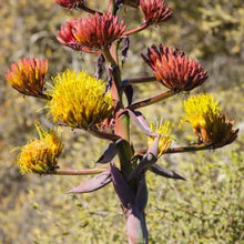 Load image into Gallery viewer, Agave shawii - Shaw's Agave