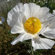 Load image into Gallery viewer, Romneya coulteri - Matilija Poppy