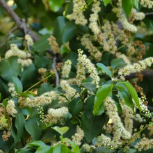 Load image into Gallery viewer, Prunus ilicifolia ssp. lyonii - Catalina Cherry