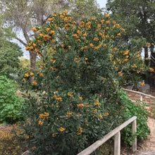 Load image into Gallery viewer, Heteromeles arbutifolia 'Davis Gold' - Davis Gold Toyon