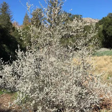 Load image into Gallery viewer, Condea emoryi 'Silver Lining' - Desert Lavender