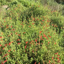 Load image into Gallery viewer, Gambelia speciosa 'Firecracker' - Firecracker Showy Island Snapdragon