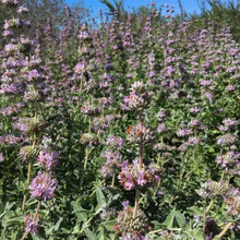 Load image into Gallery viewer, Salvia leucophylla - Purple Sage