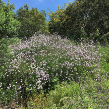 Load image into Gallery viewer, Verbena lilacina 'Paseo Rancho' - Paseo Rancho Lilac Verbena