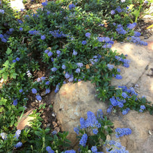 Load image into Gallery viewer, Ceanothus 'Joyce Coulter' - Joyce Coulter Mountain Lilac