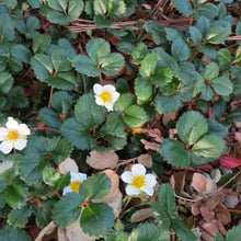 Load image into Gallery viewer, Fragaria chiloensis - Beach Strawberry