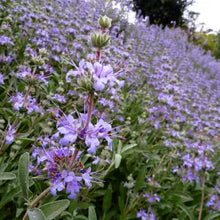 Load image into Gallery viewer, Salvia 'Bee's Bliss' - Bee's Bliss Sage