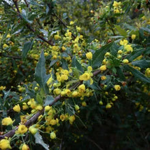 Load image into Gallery viewer, Berberis nevinii - Nevin's Barberry