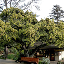 Load image into Gallery viewer, Quercus agrifolia - Coast Live Oak