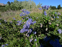 Load image into Gallery viewer, Ceanothus 'Joyce Coulter' - Joyce Coulter Mountain Lilac