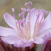 Load image into Gallery viewer, Munzothamnus blairii - San Clemente Island Chicory