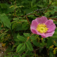 Load image into Gallery viewer, Rosa californica - California Wild Rose