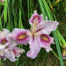 Load image into Gallery viewer, Iris 'Pacific Coast Hybrids' - Pacific Coast Hybrid Iris