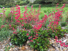 Load image into Gallery viewer, Heuchera 'Santa Ana Cardinal' - Santa Ana Cardinal Coral Bells