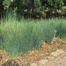 Load image into Gallery viewer, Juncus patens - Common Rush