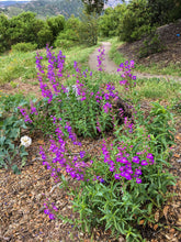 Load image into Gallery viewer, Penstemon spectabilis - Showy Penstemon