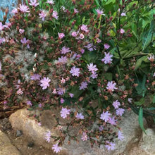 Load image into Gallery viewer, Munzothamnus blairii - San Clemente Island Chicory