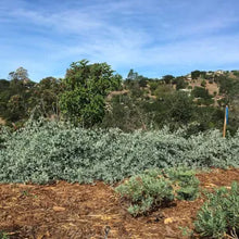 Load image into Gallery viewer, Atriplex lentiformis 'Island Form' - Island Form Saltbush