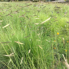 Load image into Gallery viewer, Bouteloua gracilis - Blue Grama Grass