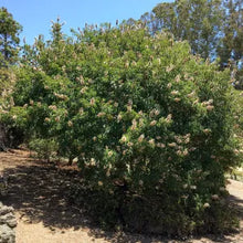 Load image into Gallery viewer, Aesculus californica - California Buckeye
