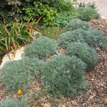 Load image into Gallery viewer, Artemisia pycnocephala 'David's Choice' - David's Choice Sagebrush