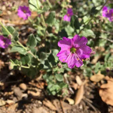 Load image into Gallery viewer, Mirabilis laevis - Desert Wishbone-bush