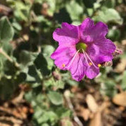 Load image into Gallery viewer, Mirabilis laevis - Desert Wishbone-bush
