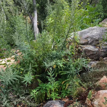 Load image into Gallery viewer, Artemisia douglasiana - Mugwort