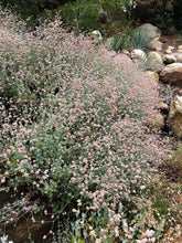 Load image into Gallery viewer, Eriogonum cinereum - Ashyleaf Buckwheat