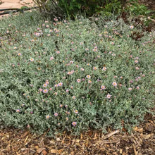 Load image into Gallery viewer, Corethrogyne filaginifolia 'Silver Carpet' - Silver Carpet Aster