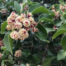 Load image into Gallery viewer, Rhus ovata - Sugar Bush