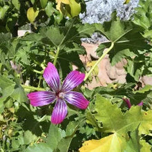 Load image into Gallery viewer, Malva 'Purissima' - Purissima Tree Mallow