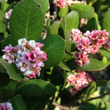 Load image into Gallery viewer, Rhus integrifolia - Lemonade Berry