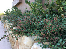 Load image into Gallery viewer, Ribes viburnifolium - Catalina Currant