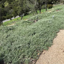 Load image into Gallery viewer, Artemisia californica 'Canyon Gray' - Canyon Gray Sagebrush