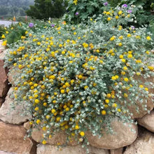 Load image into Gallery viewer, Acmispon argophyllus var. argenteus - Channel Islands Silver Lotus