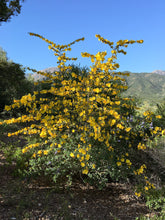 Load image into Gallery viewer, Fremontodendron 'California Glory' - California Glory Flannelbush