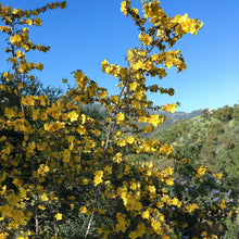 Load image into Gallery viewer, Fremontodendron 'California Glory' - California Glory Flannelbush