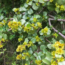 Load image into Gallery viewer, Rhamnus crocea - Spiny Redberry