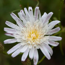 Load image into Gallery viewer, Malacothrix saxatilis var. saxatilis - Cliff Aster