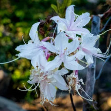Load image into Gallery viewer, Rhododendron occidentale - Western Azalea