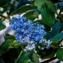 Load image into Gallery viewer, Ceanothus 'Ray Hartman' - Ray Hartman Ceanothus