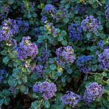 Load image into Gallery viewer, Ceanothus maritimus 'Valley Violet' - Valley Violet Mountain Lilac