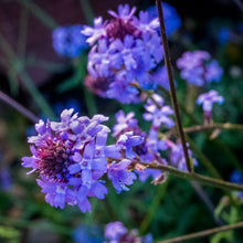Load image into Gallery viewer, Verbena lilacina 'De La Mina' - De La Mina Verbena