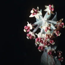 Load image into Gallery viewer, Asclepias californica